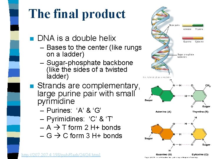 The final product n DNA is a double helix – Bases to the center