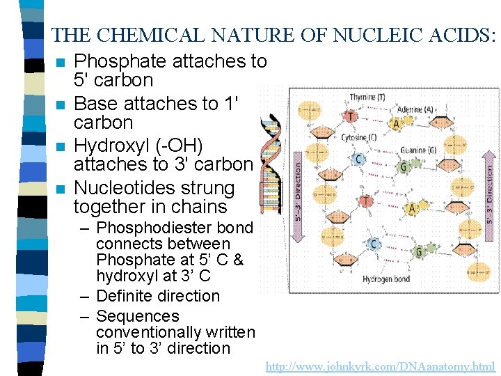 THE CHEMICAL NATURE OF NUCLEIC ACIDS: n n Phosphate attaches to 5' carbon Base