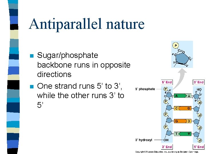 Antiparallel nature n n Sugar/phosphate backbone runs in opposite directions One strand runs 5’
