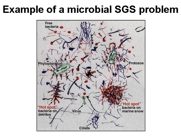 Example of a microbial SGS problem 