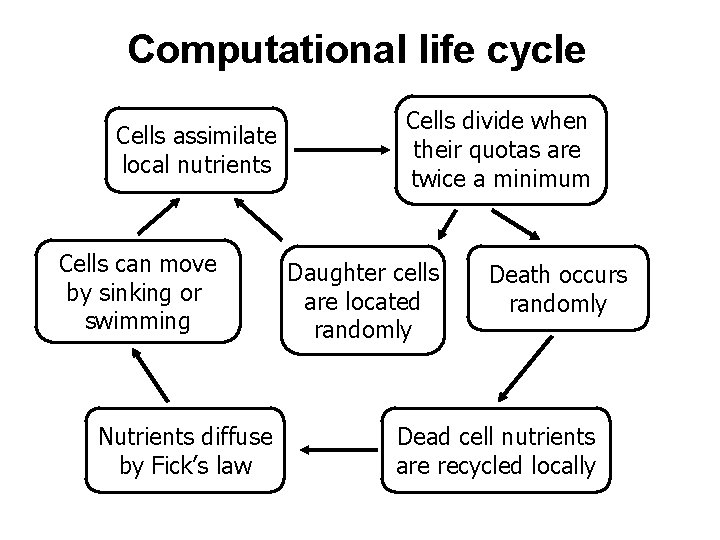 Computational life cycle Cells assimilate local nutrients Cells can move by sinking or swimming