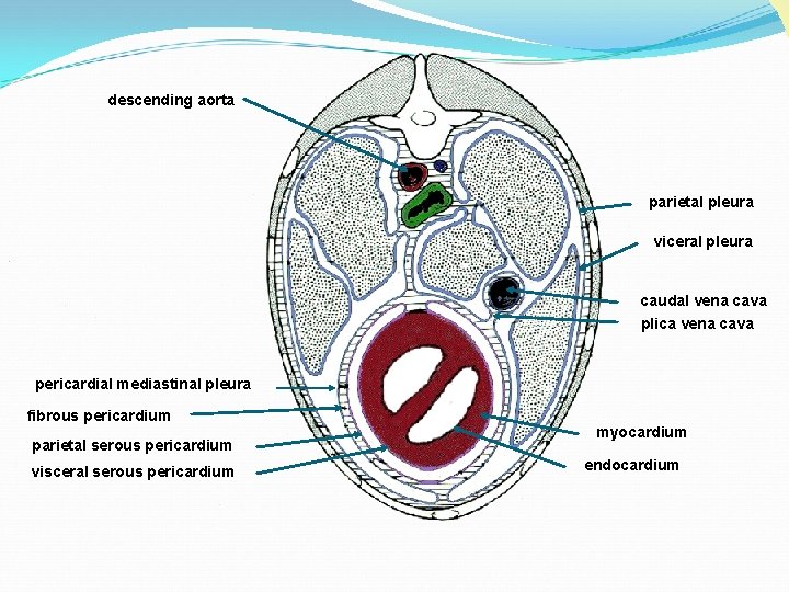 descending aorta parietal pleura viceral pleura caudal vena cava plica vena cava pericardial mediastinal