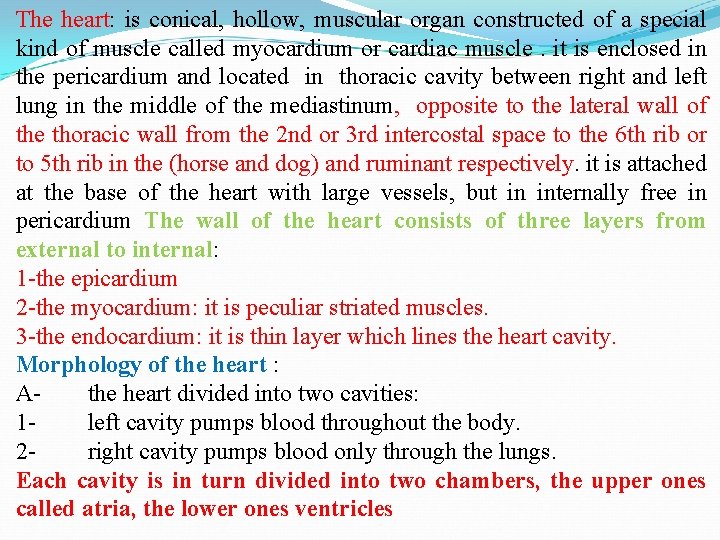 The heart: is conical, hollow, muscular organ constructed of a special kind of muscle