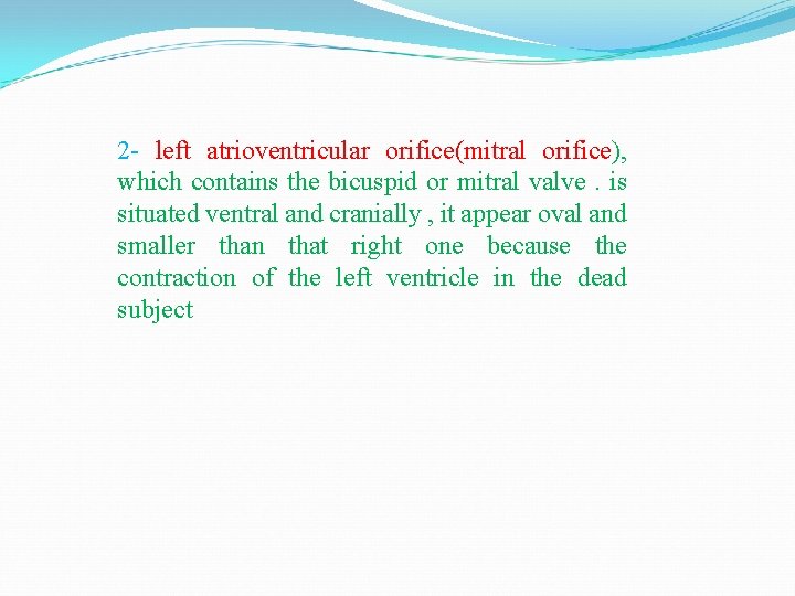 2 - left atrioventricular orifice(mitral orifice), which contains the bicuspid or mitral valve. is