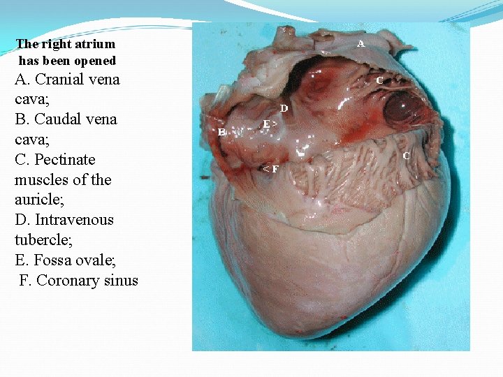 The right atrium has been opened A. Cranial vena cava; B. Caudal vena cava;