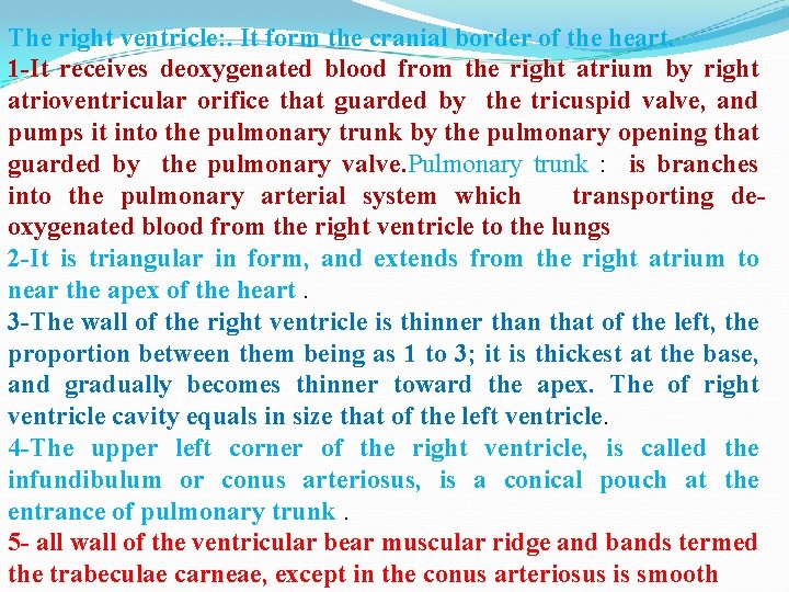 The right ventricle: . It form the cranial border of the heart. 1 -It