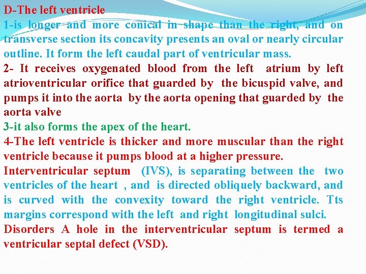 D-The left ventricle 1 -is longer and more conical in shape than the right,