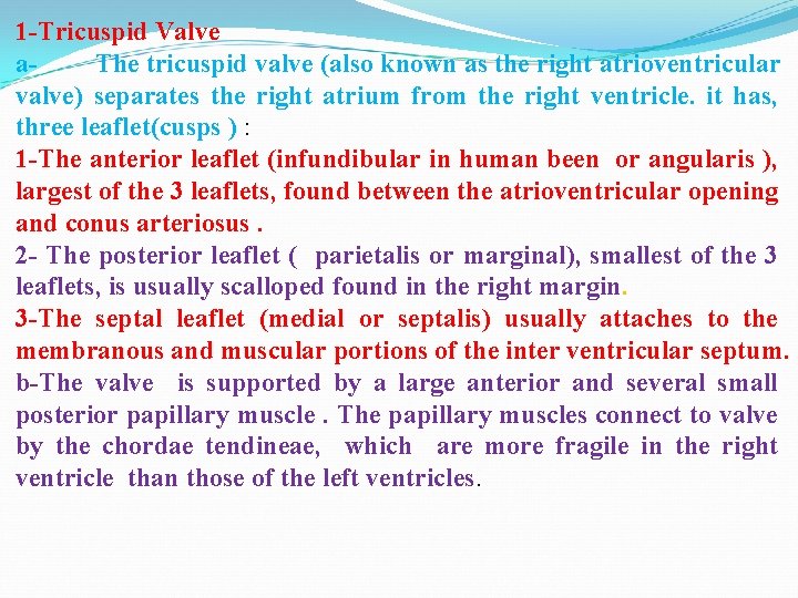 1 -Tricuspid Valve a. The tricuspid valve (also known as the right atrioventricular valve)