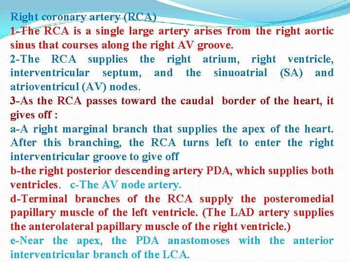 Right coronary artery (RCA) 1 -The RCA is a single large artery arises from