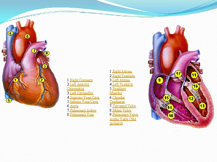1. Right Coronary 2. Left Anterior Descending 3. Left Circumflex 4. Superior Vena Cava