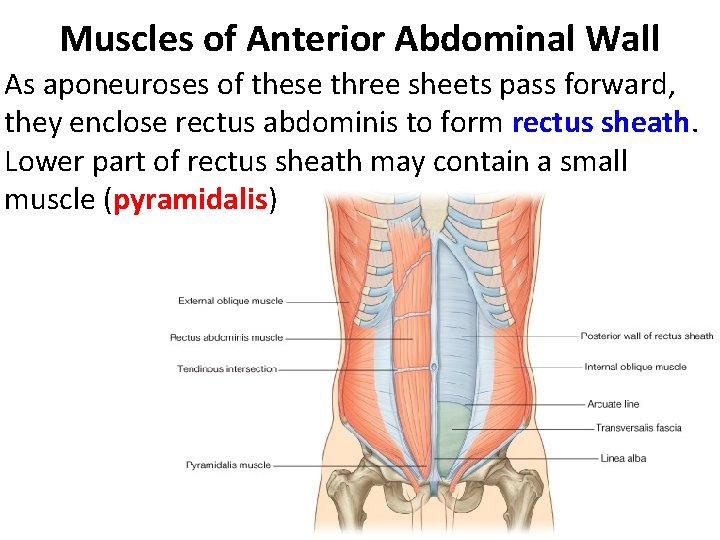 Muscles of Anterior Abdominal Wall As aponeuroses of these three sheets pass forward, they