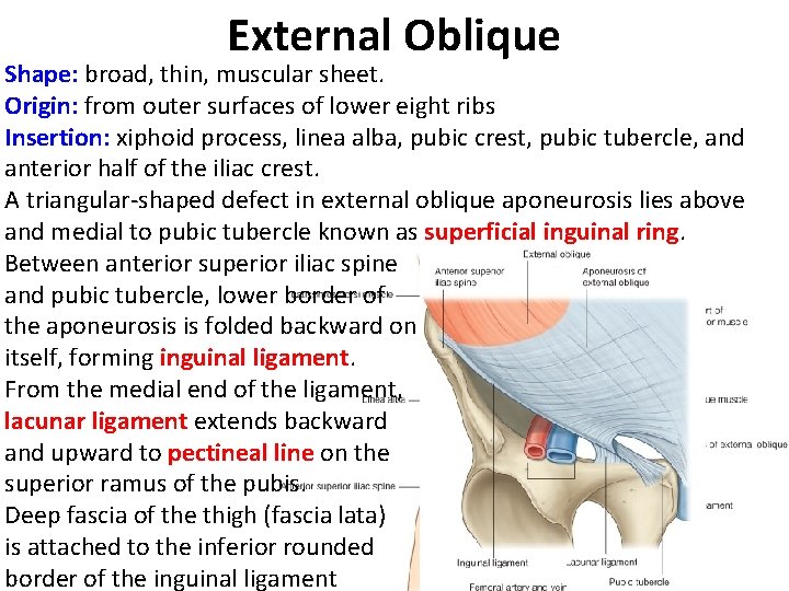 External Oblique Shape: broad, thin, muscular sheet. Origin: from outer surfaces of lower eight External Oblique Shape: broad, thin, muscular sheet. Origin: from outer surfaces of lower eight