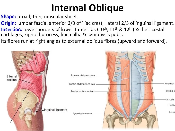 Internal Oblique Shape: broad, thin, muscular sheet. Origin: lumbar fascia, anterior 2/3 of iliac