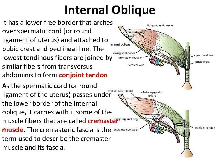 Internal Oblique It has a lower free border that arches over spermatic cord (or