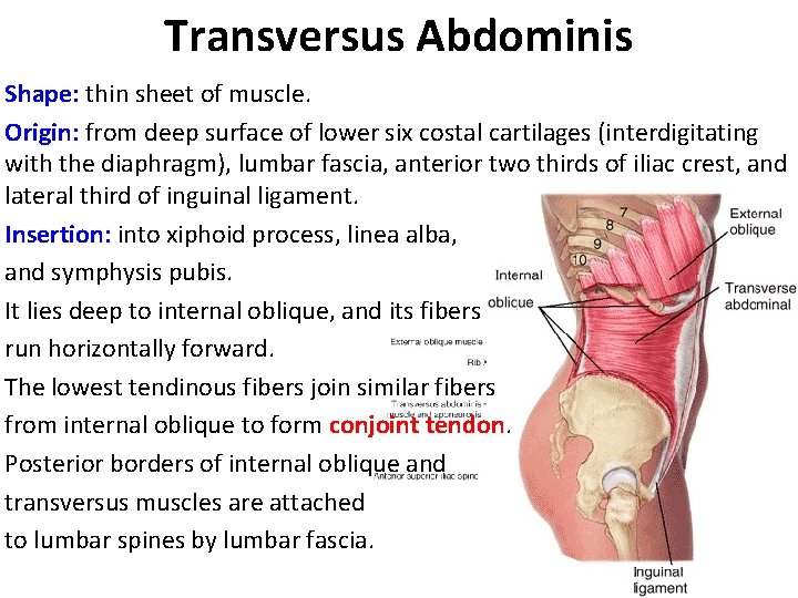 Transversus Abdominis Shape: thin sheet of muscle. Origin: from deep surface of lower six