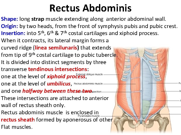 Rectus Abdominis Shape: long strap muscle extending along anterior abdominal wall. Origin: by two Rectus Abdominis Shape: long strap muscle extending along anterior abdominal wall. Origin: by two