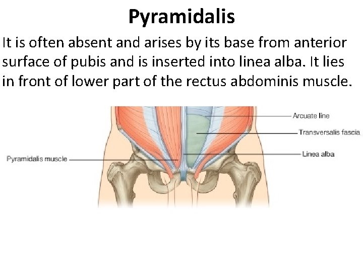 Pyramidalis It is often absent and arises by its base from anterior surface of Pyramidalis It is often absent and arises by its base from anterior surface of