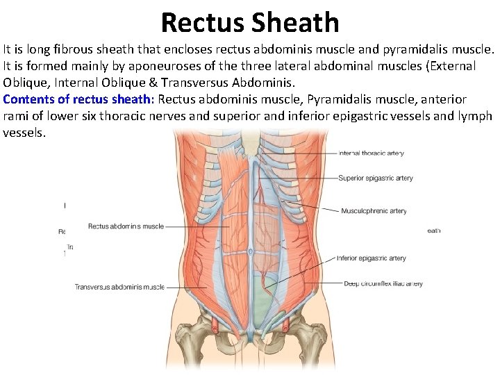 Rectus Sheath It is long fibrous sheath that encloses rectus abdominis muscle and pyramidalis Rectus Sheath It is long fibrous sheath that encloses rectus abdominis muscle and pyramidalis