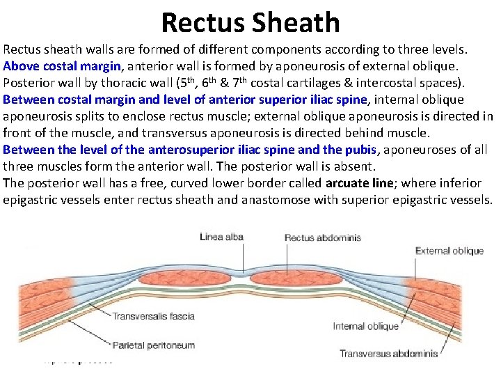 Rectus Sheath Rectus sheath walls are formed of different components according to three levels.