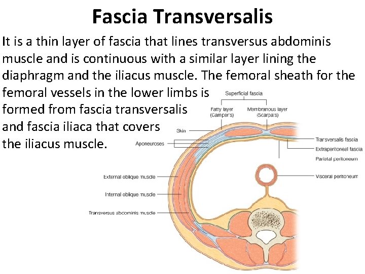 Fascia Transversalis It is a thin layer of fascia that lines transversus abdominis muscle