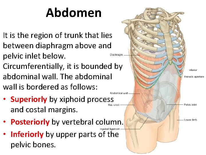 Abdomen It is the region of trunk that lies between diaphragm above and pelvic