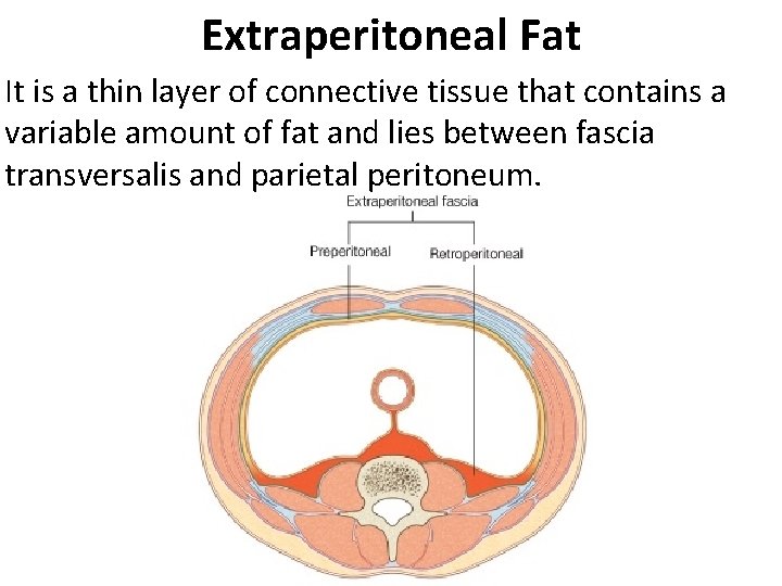 Extraperitoneal Fat It is a thin layer of connective tissue that contains a variable