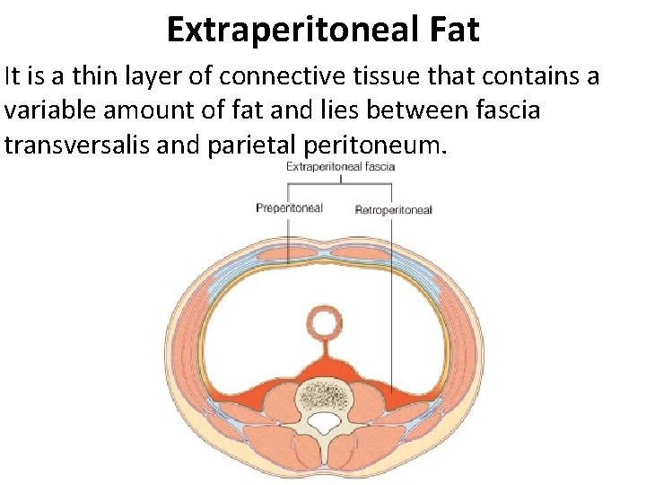 Extraperitoneal Fat It is a thin layer of connective tissue that contains a variable Extraperitoneal Fat It is a thin layer of connective tissue that contains a variable
