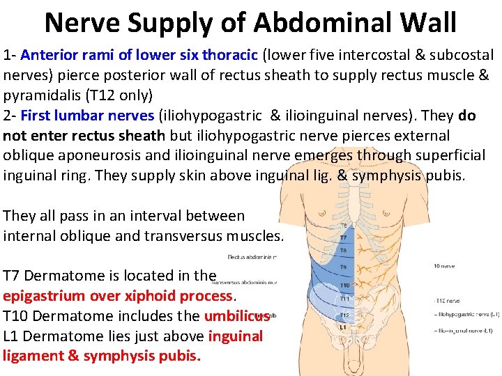Nerve Supply of Abdominal Wall 1 - Anterior rami of lower six thoracic (lower