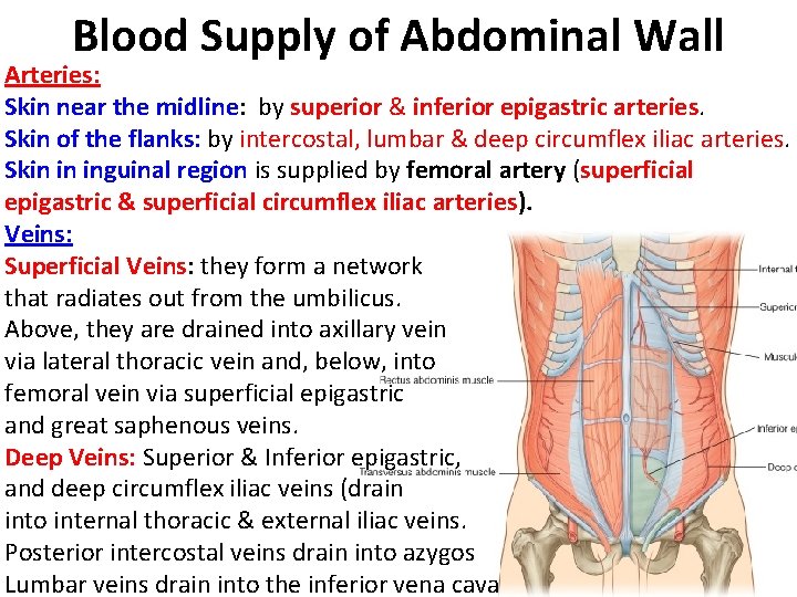 Blood Supply of Abdominal Wall Arteries: Skin near the midline: by superior & inferior Blood Supply of Abdominal Wall Arteries: Skin near the midline: by superior & inferior