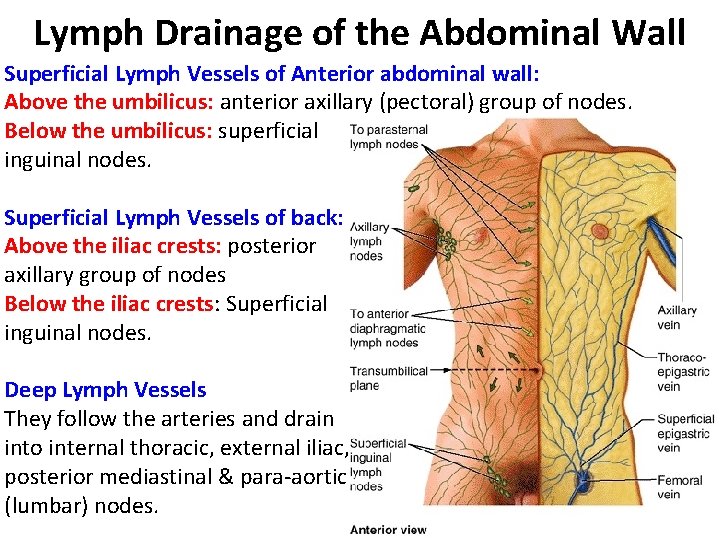 Lymph Drainage of the Abdominal Wall Superficial Lymph Vessels of Anterior abdominal wall: Above