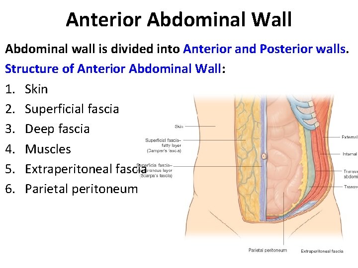 Anterior Abdominal Wall Abdominal wall is divided into Anterior and Posterior walls. Structure of