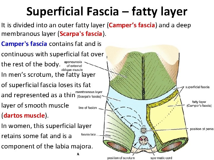 Superficial Fascia – fatty layer It is divided into an outer fatty layer (Camper’s
