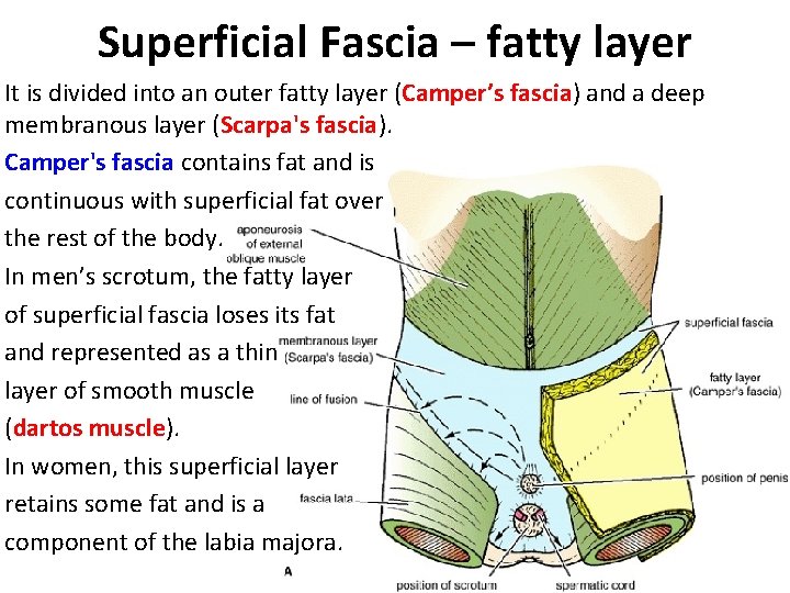 Superficial Fascia – fatty layer It is divided into an outer fatty layer (Camper’s Superficial Fascia – fatty layer It is divided into an outer fatty layer (Camper’s