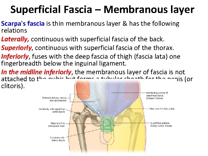 Superficial Fascia – Membranous layer Scarpa's fascia is thin membranous layer & has the