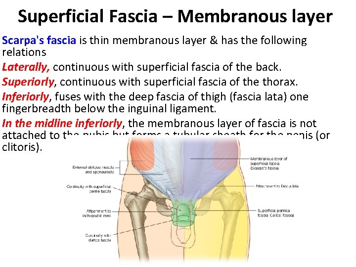 Superficial Fascia – Membranous layer Scarpa's fascia is thin membranous layer & has the Superficial Fascia – Membranous layer Scarpa's fascia is thin membranous layer & has the