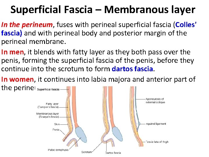 Superficial Fascia – Membranous layer In the perineum, fuses with perineal superficial fascia (Colles'