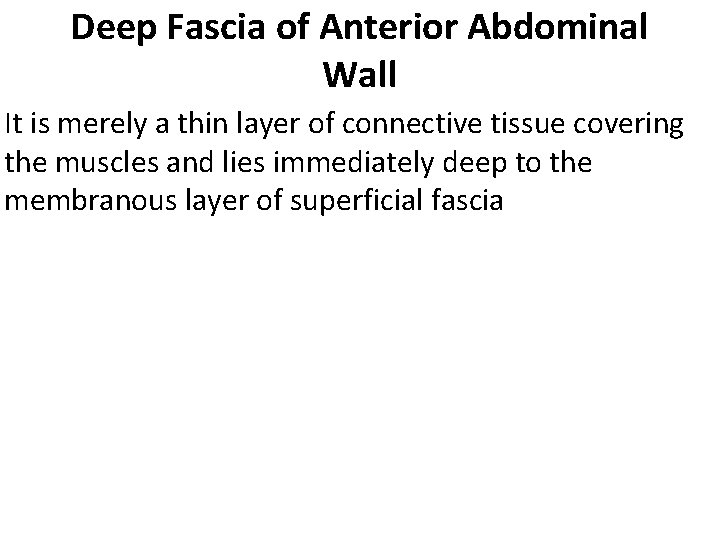 Deep Fascia of Anterior Abdominal Wall It is merely a thin layer of connective
