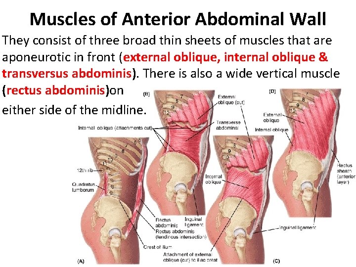 Muscles of Anterior Abdominal Wall They consist of three broad thin sheets of muscles