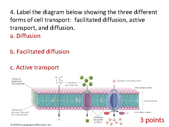 4. Label the diagram below showing the three different forms of cell transport: facilitated