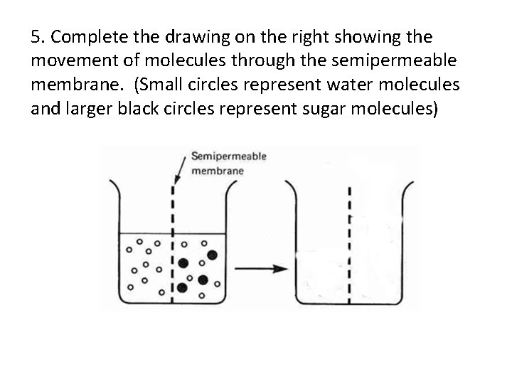 5. Complete the drawing on the right showing the movement of molecules through the