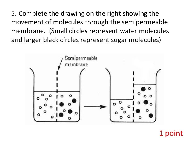 5. Complete the drawing on the right showing the movement of molecules through the