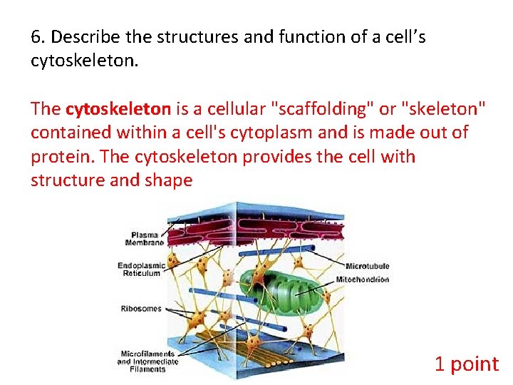 6. Describe the structures and function of a cell’s cytoskeleton. The cytoskeleton is a