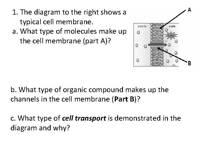 1. The diagram to the right shows a typical cell membrane. a. What type