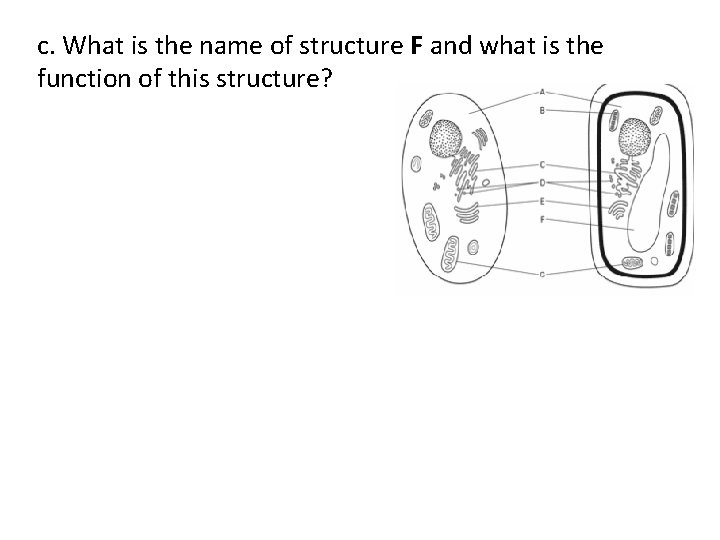 c. What is the name of structure F and what is the function of