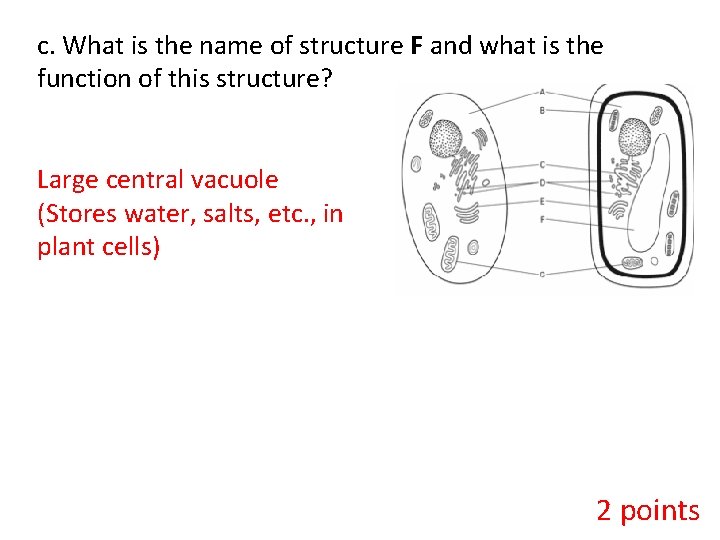 c. What is the name of structure F and what is the function of