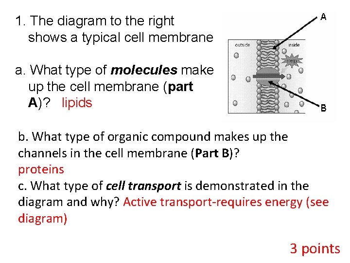 1. The diagram to the right shows a typical cell membrane a. What type