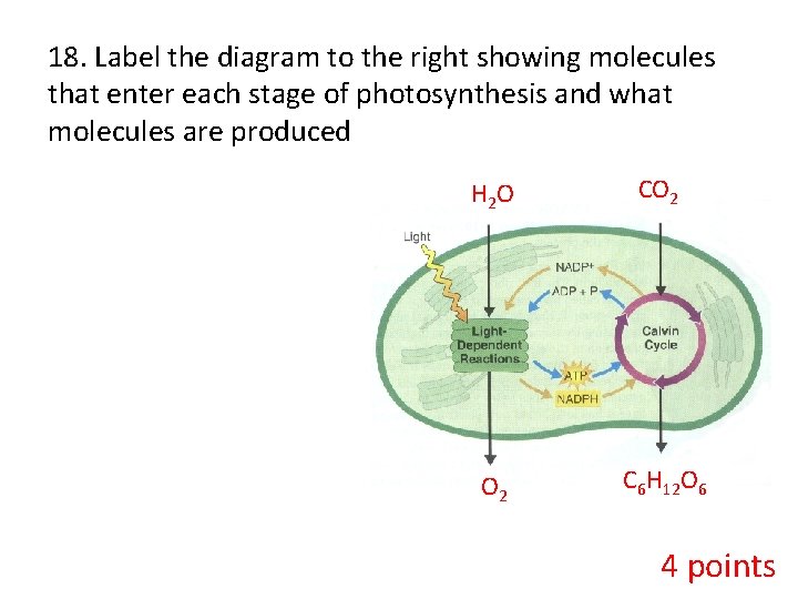 18. Label the diagram to the right showing molecules that enter each stage of