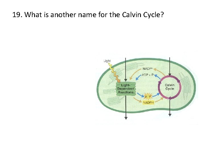 19. What is another name for the Calvin Cycle? 