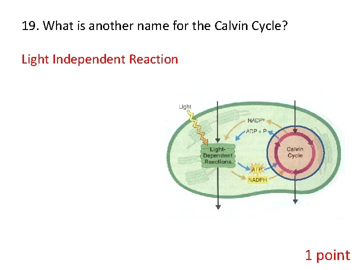 19. What is another name for the Calvin Cycle? Light Independent Reaction 1 point