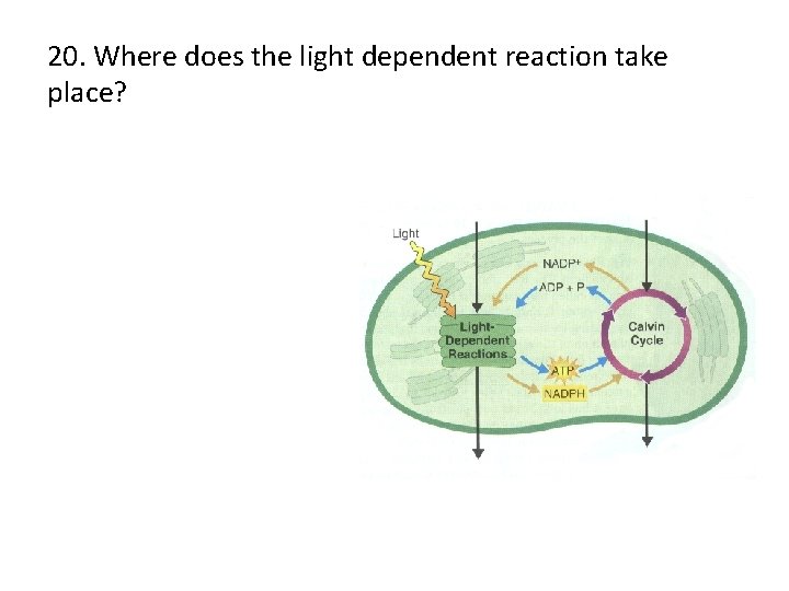 20. Where does the light dependent reaction take place? 